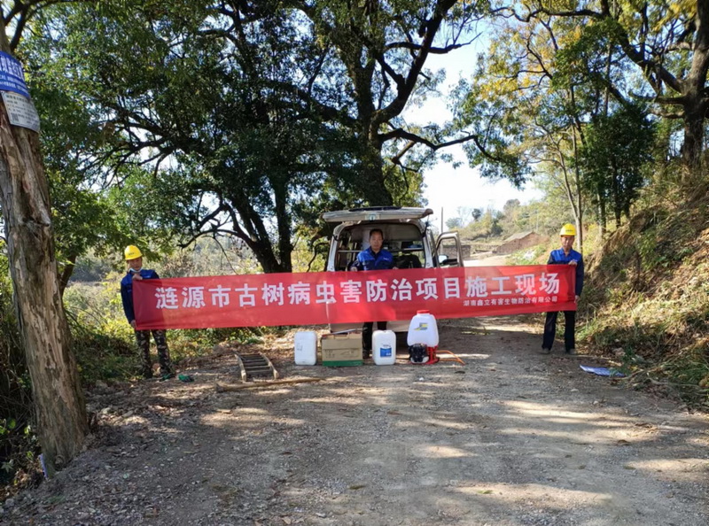 涟源市古树病虫害防治项目施工现场